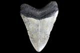 Bargain, Megalodon Tooth - North Carolina #83988-2